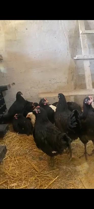 tovuz quşu qiyməti: Avstralop toyuqları böyükləri 30 manatdan 3 aylıqları 10 manat ay — 8