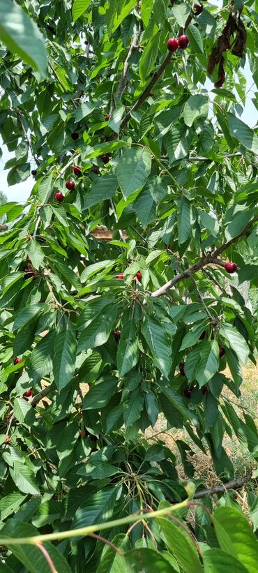 Продажа домов: Дом, 90 м², 6 комнат, Собственник at lalafo.kg — 8 Продажа домов: Дом, 90 м², 6 комнат, Собственник — 8