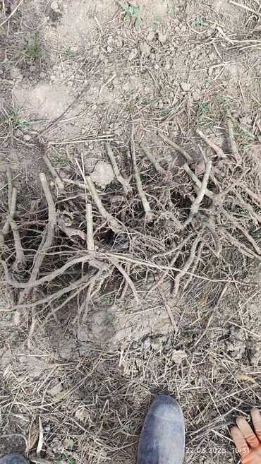 Декоративные деревья: Саженцы деревьев: Павловнии, Платная доставка at lalafo.kg — 10 Декоративные деревья: Саженцы деревьев: Павловнии, Платная доставка — 10