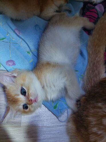 Pişiklər: Qızıl şinşilla, Erkək, Dişi, Yaxşı əllərə, Ünvandan götürmə -da lalafo.az — 10 Pişiklər: Qızıl şinşilla, Erkək, Dişi, Yaxşı əllərə, Ünvandan götürmə — 10