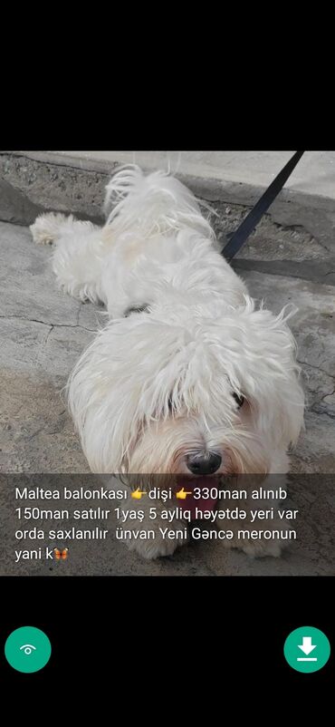 İtlər: 3 ay, Dişi, Peyvəndli — 10