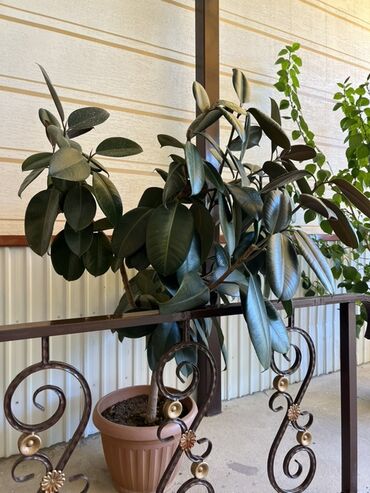 Фикусы: Растение фикус каучуконосный (Ficus elastica) в горшке – идеальный at lalafo.kg Фикусы: Растение фикус каучуконосный (Ficus elastica) в горшке – идеальный
