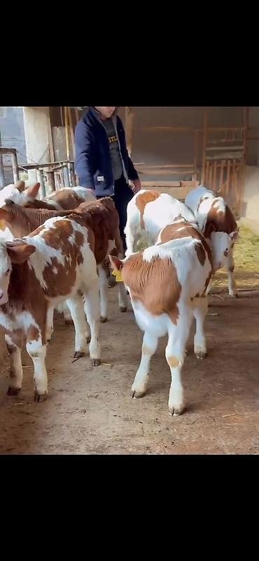 Dana, buzov: Simental tipli buzovlar – ət və süd istiqamətli damazlıq potensialı — 4