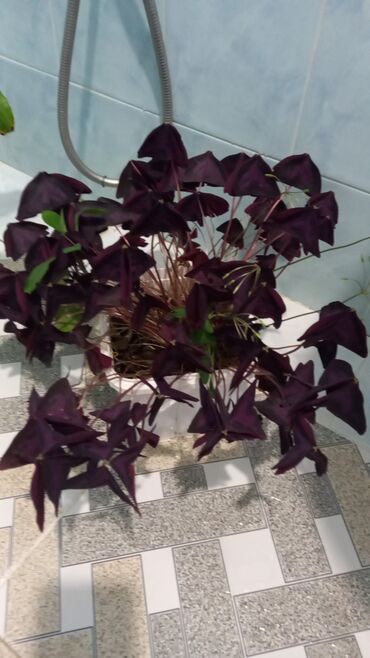 Otaq bitkiləri: 6-7azn aralığında dibçək gülləri satılır — 8