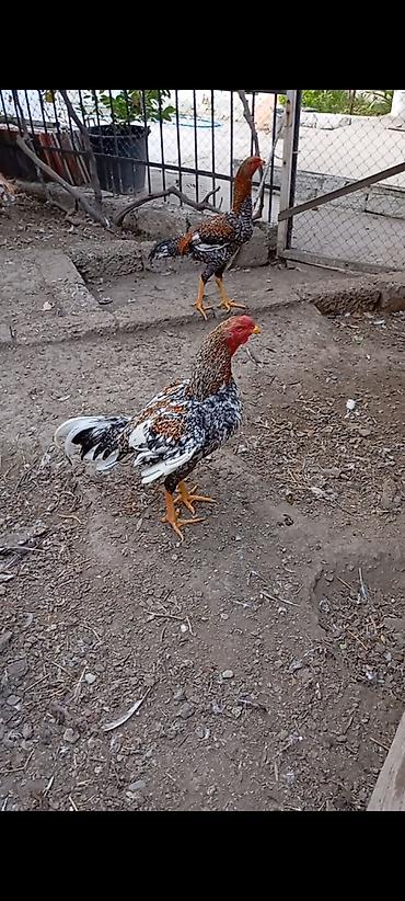heyrati becesi: Heyrati pleymut becə satilir.mart becəsidi.irak özbək qarişigidi.hələ — 4