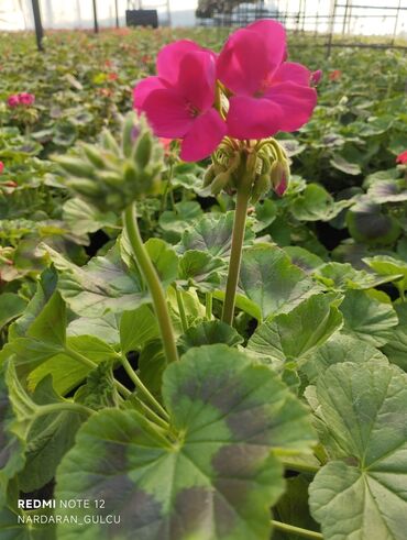 Çöl bitkiləri: Geran-ətirşah güllərinin topdan və pərakəndə satışı — 4