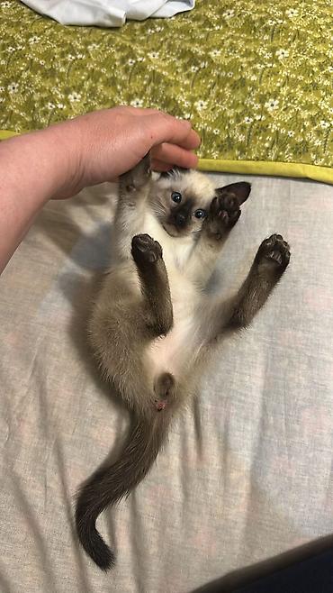 Кошки: Шотландская вислоухая — 8