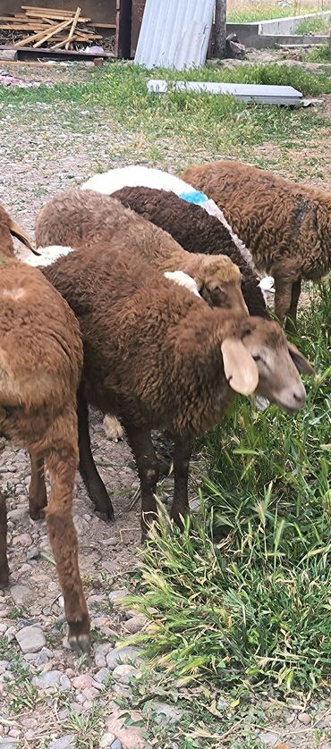 стрижка овец: Продаю | Ягненок | Эдильбаевская, Арашан