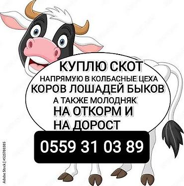 кара кой: Колбасный цех : Коровы, быки, | На откорм — 1