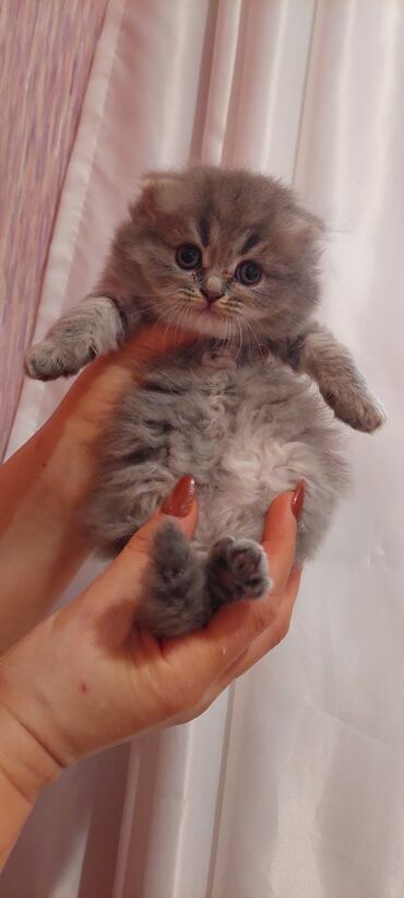 самюн ван в душанбе: Şotland uzun tüklü, Dişi, Pulsuz çatdırılma