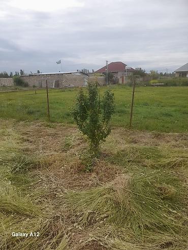 Tinglər: Meyvə ağacları – yerüstü köklü kollar - Növ: daş meyvə ailəsi — 4