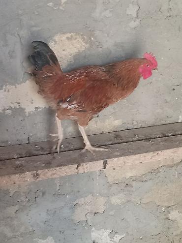 tap az pitbull: Məhsul: Qırmızı rəngli yerli xoruz Təsvir: - Qəhvəyi-qırmızı — 1