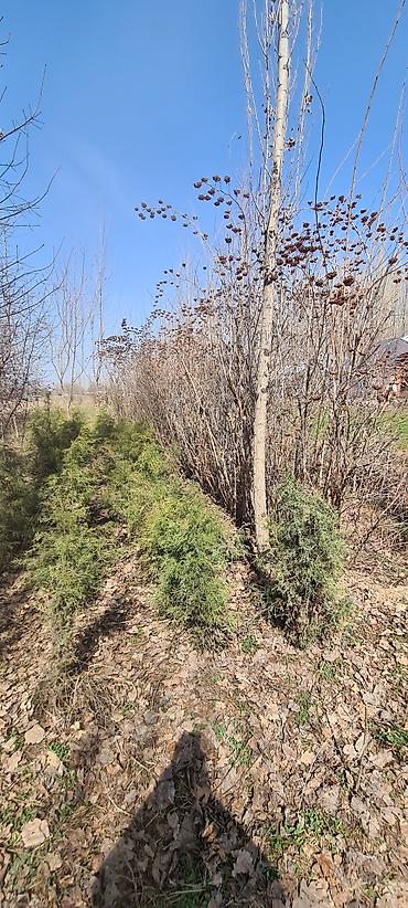 Декоративные деревья: Саженцы деревьев: Сосны — 7