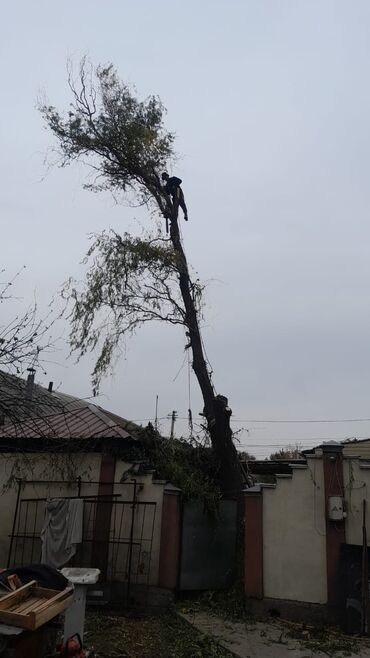 повар на дому: Келишим турдо бактарды кыйуу кызматарды кылабыз стаж 8 жылдык Уй забор