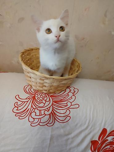 котик белый: Ангорская, 4 месяца, Девочка, Белый — 3