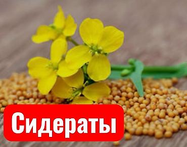 для огород: СИДЕРАТЫ ДЛЯ ВАШЕГО УЧАСТКА ✅ Улучшение структуры почвы ✅ Органическая — 1