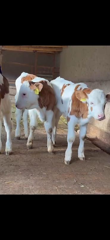 Dana, buzov: Simental tipli buzovlar – ət və süd istiqamətli damazlıq potensialı — 6