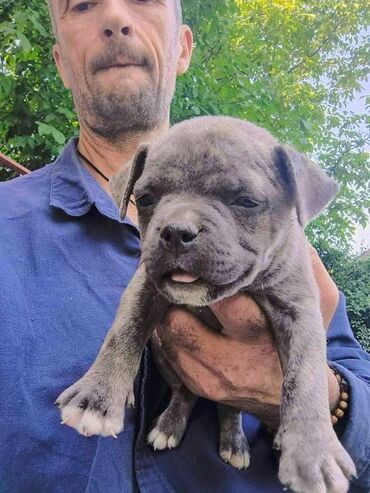 Psi: Američki Buli Poket štenci Prodajem štence rase American Bully Pocket — 9