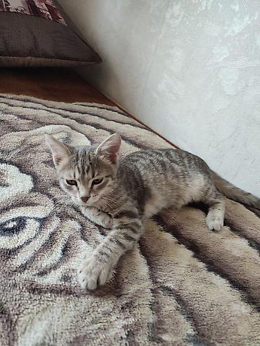 Мышыктар: Отдам в добрые руки Полосатый котёнок с короткой шерстью и — 1