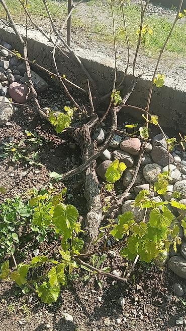 Продажа коттеджей и домов: Продается два участка. в одном есть времянка небольшая с погребом — 5