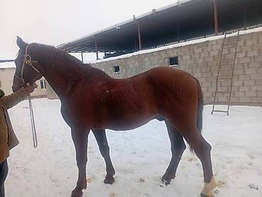 Лошади, кони: Продаю | Конь (самец) | Для разведения, Конный спорт | Племенные — 8