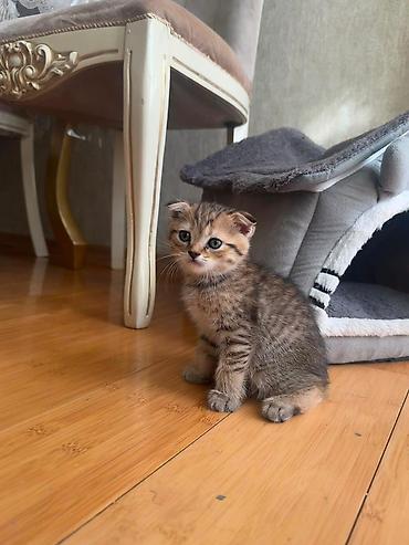 Кошки: Британская вислоухая — 9