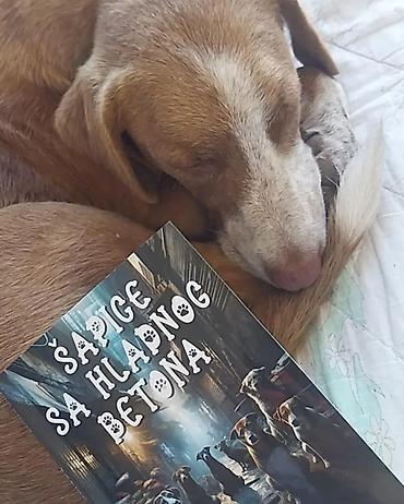 кућице за псе слике: Šapice sa hladnog betona – Tina Horvat - Knjiga: zbirka kratkih priča — 8