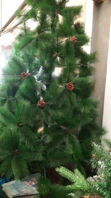dekorativ sam agaclari: Şam ağacı