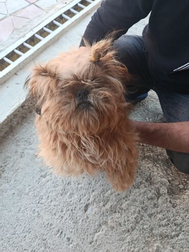 İtlər: Pudel, 8 ay, Erkek, Peyvəndli, Pulsuz çatdırılma — 4