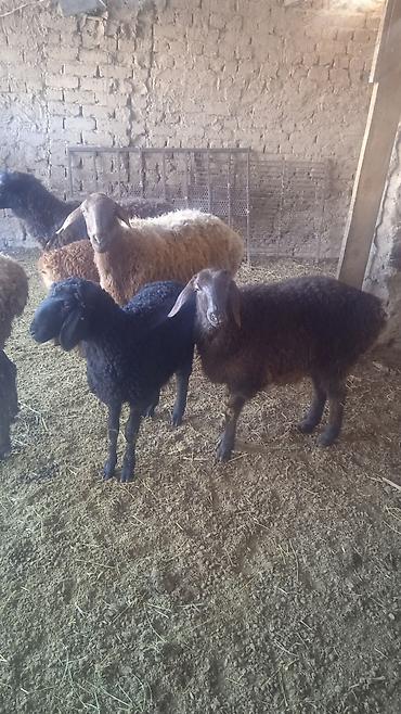 Бараны, овцы: Продаю | Овца (самка) | Для разведения | Ярка — 2