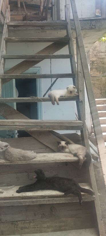 отдам кота я его боюсь: Скотиш Фолд (Шотландская вислоухая), 3 месяца, Девочка, Приучена к лотку, Проглистована