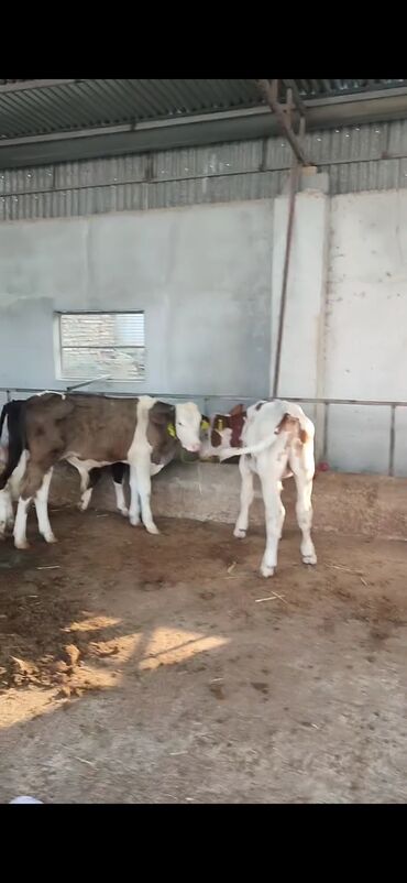 ниссан х трейл запчасти: Satış: Qaramal buzovları - Növ: Simmental tipli ətlik/südlük