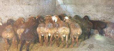 Бараны, овцы: Продаю | Овца (самка), Баран (самец) | Гиссарская, Арашан | Для разведения | Ягнившаяся