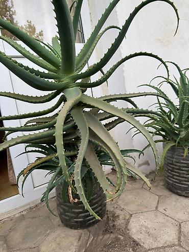 Otaq bitkiləri: Aloe (sukulent) – böyük ölçülü, dibçəkdə - Növ: Aloe (kəsici tikanlı — 1