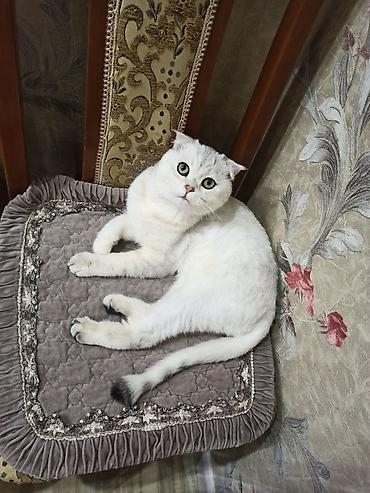 некая: Вязка: Скотиш Фолд (Шотландская вислоухая), Мальчик, 3 года, Серебристая шиншилла — 2