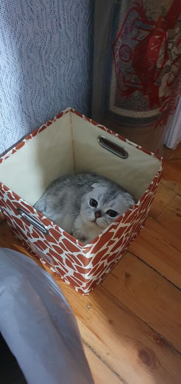 Pişiklər: Şinşilla, Erkək, Cütləşmə üçün — 7