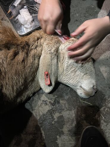 Услуги ветеринара: Ветеринардык врач …! Ветеринарный врач …! Узи🐄🐎🐑🐐🐕🐈 Бодо малга — 5