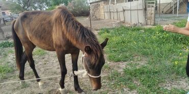 poni atlar v Azərbaycan | Kürklər: Salam at süt yorqa sürülməyi öyrənib