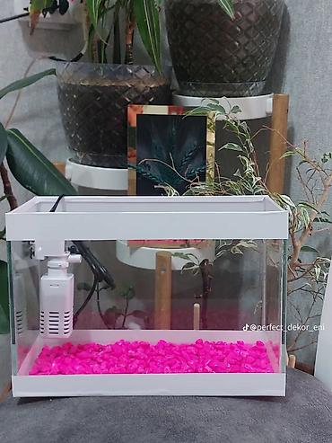 Akvariumlar: Topdan satılır say çoxdu ölçülər 30×25×15 (. 11 litir qapaqlı və -da lalafo.az — 11 Akvariumlar: Topdan satılır say çoxdu ölçülər 30×25×15 (. 11 litir qapaqlı və — 11