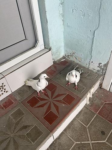 goyercın: Cutu 20 m — 2