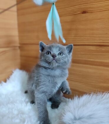 сколько стоит американская короткошёрстная кошка: Скотиш Страйт (Шотландская прямоухая), 2 месяца, Мальчик, Голубой, Приучена к лотку, Проглистована