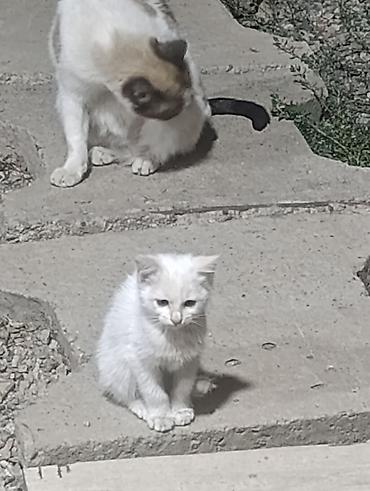 кошка джалал абад: Кошка даром: Беспородная, 3 месяца, Девочка — 2