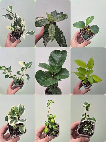 🌿 Фикусы разных сортов в продаже. Названия сортов и цены указаны на