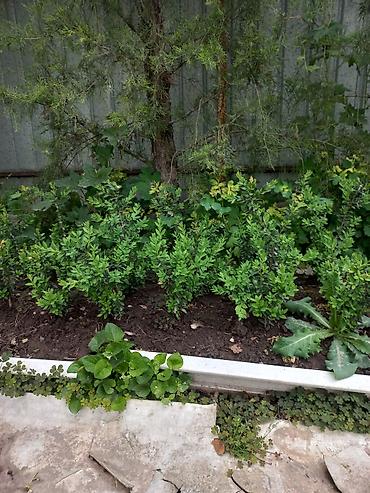 Самшит: Самшит (Buxus sempervirens) — саженцы и сформированные кусты для живых — 4