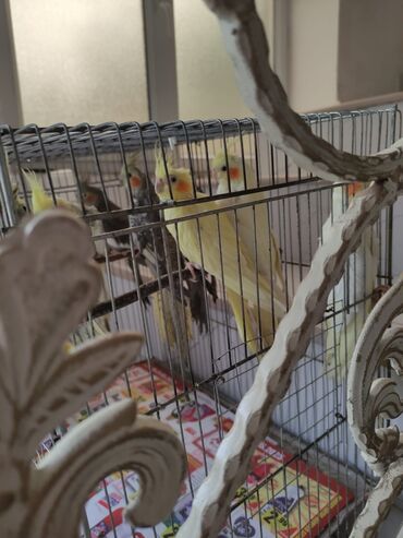 Tutuquşları: Korella tek tek erkey dişi Cüt Valnist qəfəs Valnist 15 Azn balasi — 17