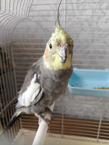 домашние попугаи корелла: Попугай корелла 9-10 месяцев без клетки самец ручной