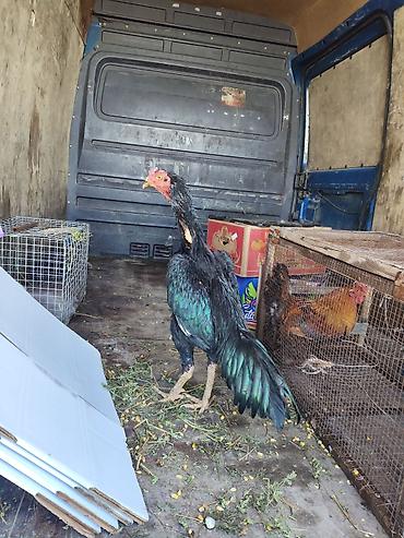 Куры, петухи: Продаю | Петух | Бойцовая, Дакан | Для боев — 4