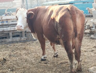 Dana, buzov: Məhsul: Qara-ağ rəngli buzaq (dişi) Təsvir: - Şəkillərdə qara-ağ — 9