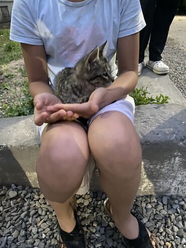кошка без шерсти: 2 месяца, Девочка