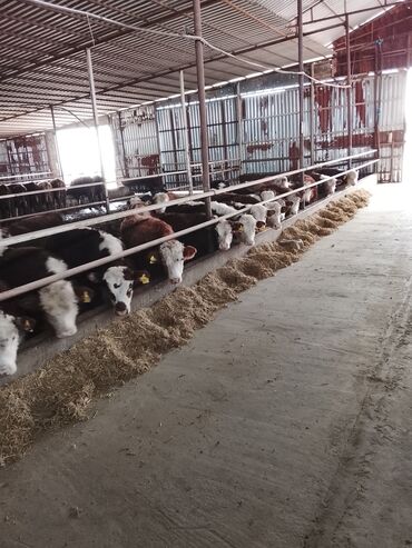 Dana, buzov: Hereford tipli ətlik danalar – fermadan - Şəkildəki bağlamalı fermada — 8